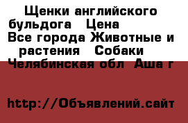 Щенки английского бульдога › Цена ­ 40 000 - Все города Животные и растения » Собаки   . Челябинская обл.,Аша г.